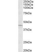 abx432013 (0.3 µg/ml) staining of HeLa lysate (35 µg protein in RIPA buffer). Primary incubation was 1 hour. Detected by chemiluminescence.