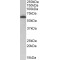 TH1-Like (Drosophila) (TH1L) Antibody