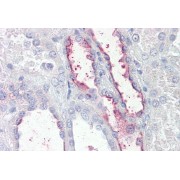 abx432029 (3.75 µg/ml staining of paraffin embedded Human Kidney. Steamed antigen retrieval with citrate buffer pH 6, AP-staining.