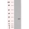 Syntaxin-6 (STX6) Antibody