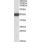 5-Hydroxytryptamine Receptor 3B (Htr3b) Antibody