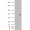 Poly(rC) Binding Protein 4 (PCBP4) Antibody