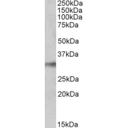 abx432046 (0.1 µg/ml) staining of Human Lung lysate (35 µg protein in RIPA buffer). Primary incubation was 1 hour. Detected by chemiluminescence.