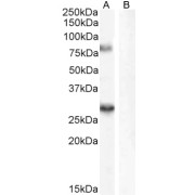 abx432052 (0.3 µg/ml) staining of Rat Brain (A) + peptide (B) lysate (35 µg protein in RIPA buffer). Detected by chemiluminescence.