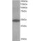 Oxysterol-Binding Protein-Related Protein 1 (ORP1) Antibody