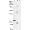 Fibroblast Growth Factor 23 (FGF23) Antibody