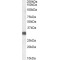 Steroid 5 Alpha Reductase 2 (SRD5A2) Antibody