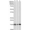 NADH Ubiquinone Oxidoreductase Subunit A7 (NDUFA7) Antibody