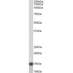 NADH Ubiquinone Oxidoreductase Subunit A7 (NDUFA7) Antibody