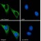 PYD And CARD Domain Containing (Pycard) Antibody