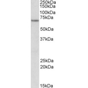 abx432083 (1 µg/ml) staining of Human Kidney lysate (35 µg protein in RIPA buffer). Primary incubation was 1 hour. Detected by chemiluminescence.