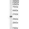 Endoplasmic Reticulum Protein 29 (ERP29) Antibody