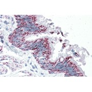 abx432095 (5 µg/ml staining of paraffin embedded Human Bronchus. Steamed antigen retrieval with citrate buffer pH 6, AP-staining.