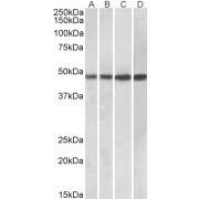 abx432098 (0.3 µg/ml) staining of Daudi (A), Human Tonsil (B), Human Spleen (C) and Mouse Spleen (D) lysates (35 µg protein in RIPA buffer). Primary incubation was 1 hour. Detected by chemiluminescence.