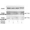 DNA Polymerase Delta Interacting Protein 2 (POLDIP2) Antibody