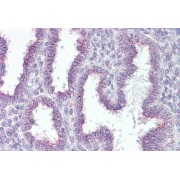 abx432107 (3.75 µg/ml staining of paraffin embedded Human Uterus. Steamed antigen retrieval with citrate buffer pH 6, AP-staining.