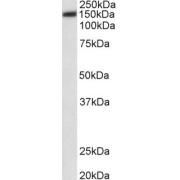 abx432112 (0.03 µg/ml) staining of HeLa lysate (35 µg protein in RIPA buffer). Primary incubation was 1 hour. Detected by chemiluminescence.