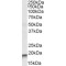 Actin Related Protein 2/3 Complex Subunit 4 (ARPC4) Antibody