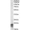 Succinate Dehydrogenase Assembly Factor 1, Mitochondrial (SDHAF1) Antibody