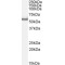 Serine/Threonine-Protein Kinase PINK1, Mitochondrial (PINK1) Antibody