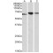 Protein Disulfide Isomerase A2 (PDIA2) Antibody