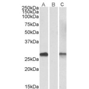 Lane A - abx432128 (1 µg/ml) staining of HEK293 overexpressing Human DYDC1 lysate (10µg protein in RIPA buffer) Lane B - abx432128 (0.1 µg/ml) staining of HEK293 mock-transfected lysate (10µg protein in RIPA buffer). Lane C - anti-MYC Tag (1/1000) staining HEK293 overexpressing Human DYDC1 lysate (10µg protein in RIPA buffer). Primary incubations were for 1 hour. Detected by chemiluminescence.