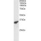 RNF3 (Isoform 2) Antibody