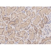 abx432139 (2 µg/ml) staining of paraffin embedded Human Kidney. Microwaved antigen retrieval with citrate buffer pH 6, HRP-staining.