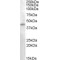 Ras Association Domain-Containing Protein 8 (RASSF8) Antibody