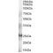 GRB2 Related Adaptor Protein (GRAP) Antibody