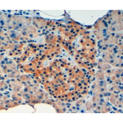 Vacuolar Protein Sorting-Associated Protein 11 Homolog (VPS11) Antibody