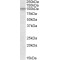 Cullin 2 (CUL2) Antibody