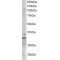 Lime1 Antibody