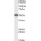 Vacuolar Fusion Protein MON1 Homolog A (MON1A) Antibody