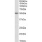 Vacuolar Fusion Protein MON1 Homolog A (MON1A) Antibody