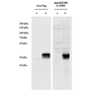 HEK293 overexpressing Human CCDC3 with C-terminal tag (DYKDDDDK) and probed with anti-DYKDDDDK in the left panel and with abx432180 (0.5 µg/ml) in the right panel (empty vector transfection in first lanes). Data obtained from Dr. YangXin Fu, Dept Oncology, University of Alberta, Edmonton, Canada.