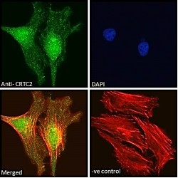 CREB-Regulated Transcription Coactivator 2 (CRTC2) Antibody