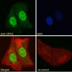 CREB-Regulated Transcription Coactivator 2 (CRTC2) Antibody