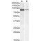 CREB-Regulated Transcription Coactivator 2 (CRTC2) Antibody