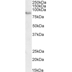 CREB-Regulated Transcription Coactivator 2 (CRTC2) Antibody