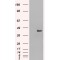 Sorting Nexin-16 (SNX16) Antibody