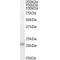 Mesencephalic Astrocyte-Derived Neurotrophic Factor (ARMET) Antibody