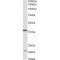 Kelch Domain-Containing Protein 8B (KLHDC8B) Antibody