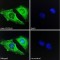 Cell Division Cycle 2-Like Protein Kinase 6 (CDC2L6) Antibody