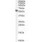 Protein Kinase C And Casein Kinase Substrate In Neurons Protein 3 (PACSIN3) Antibody