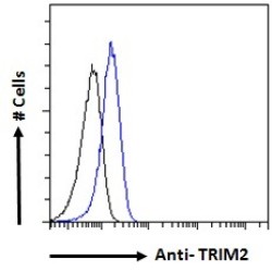 Tripartite Motif-Containing Protein 2 (TRIM2) Antibody