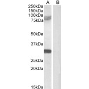 abx432220 (0.5 µg/ml) staining of Rat Brain (A) + Peptide (B) lysate (35 µg protein in RIPA buffer). Detected by chemiluminescence.