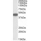 Chemokine C-X-C-Motif Receptor 6 (CXCR6) Antibody