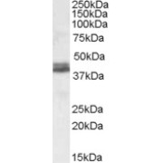 abx432229 (0.1 µg/ml) staining of Human Cerebellum lysate (35 µg protein in RIPA buffer). Primary incubation was 1 hour. Detected by chemiluminescence.