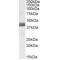 NudE Neurodevelopment Protein 1 Like 1 (NDEL1) Antibody